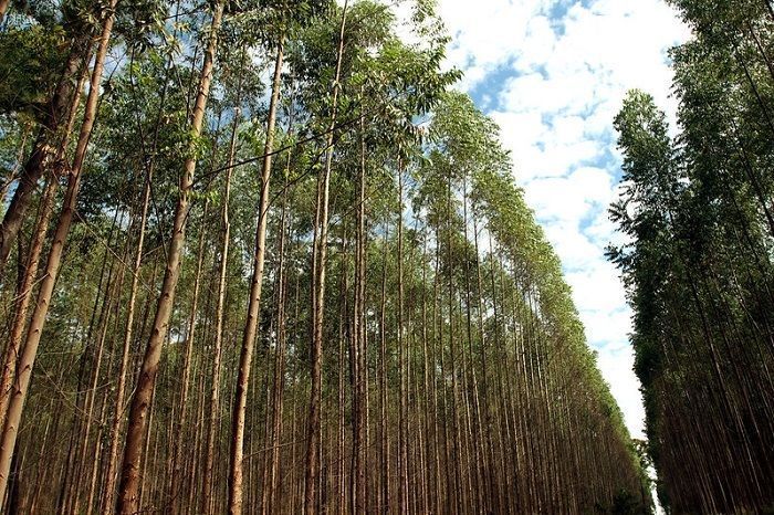 Produtor rural: converta sua multa em serviços ambientais