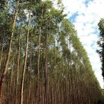 Produtor rural: converta sua multa em serviços ambientais