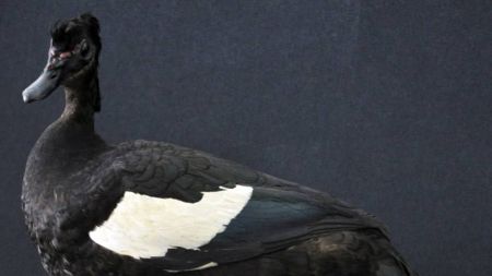 Foco foi identificado em um pato-do-mato