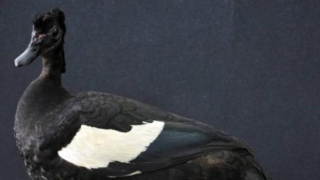 Foco foi identificado em um pato-do-mato