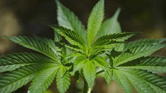 Folha da cannabis