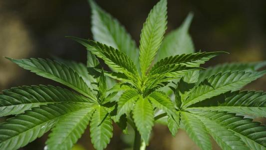 Folha da cannabis