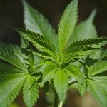 STF forma maioria para manter decisão que descriminalizou maconha para consumo pessoal