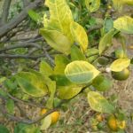 Seminário aborda desafios no controle do Greening, pior praga da citricultura 