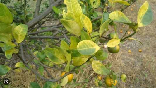 Folhas amareladas são os primeiros sintomas do mal de Greening