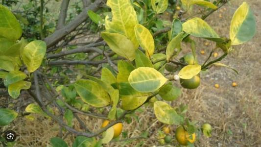 Folhas amareladas são os primeiros sintomas do mal de Greening