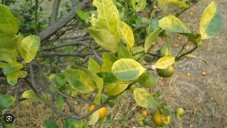 Folhas amareladas são os primeiros sintomas do mal de Greening