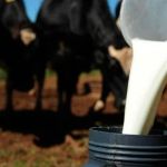 Resultado da 43ª edição do Concurso Leiteiro da 88ª ExpoZebu sai hoje