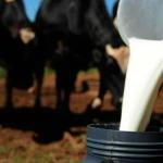 Resultado da 43ª edição do Concurso Leiteiro da 88ª ExpoZebu sai hoje
