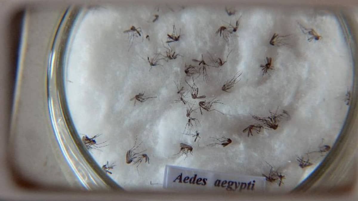 BH registra mais de 300 casos de dengue em uma semana 