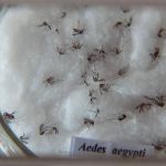 BH registra mais de 300 casos de dengue em uma semana 