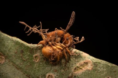 Imagem mostra a formiga dominada pelo fungo