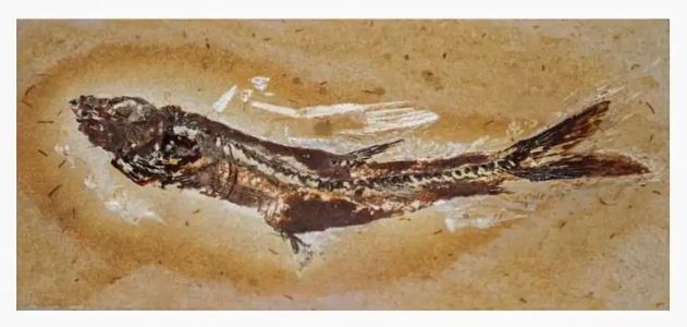 Fóssil repatriado com ajuda do Ministério Público Federal