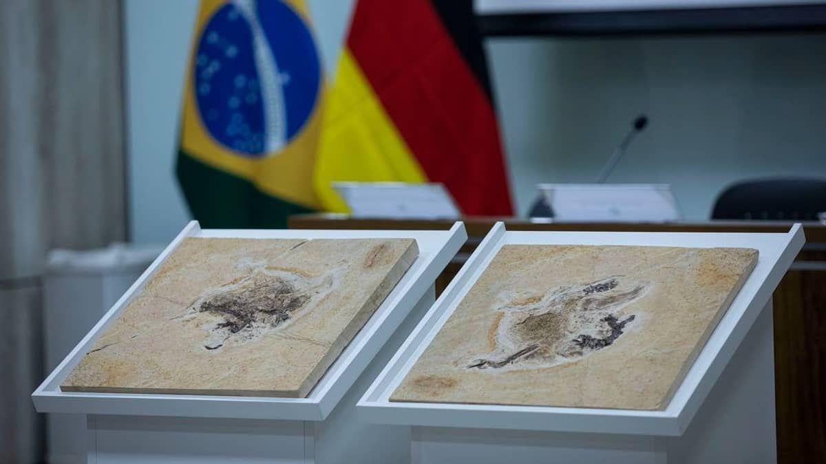 Governo Alemão devolve fóssil de dinossauro que foi contrabandeado do Brasil
