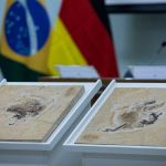 Governo Alemão devolve fóssil de dinossauro que foi contrabandeado do Brasil