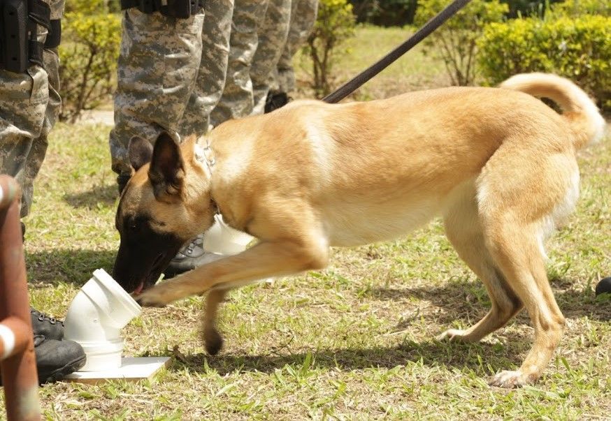 Cães de faro e raio-X: o que é feito para identificar drogas K nos presídios de MG?
