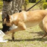 Cães de faro e raio-X: o que é feito para identificar drogas K nos presídios de MG?