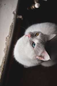 Muitos gatos com heterocromia vivem normalmente, mas a condição não deve ser negligenciada