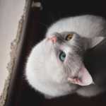 Gato com olhos de cores diferentes desperta curiosidade e exige atenção veterinária