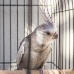 O que configura maus-tratos contra aves? Conheça os sinais e a lei