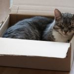 ‘Abandonar gatos com FIV está mais ligado à desinformação do que à realidade clínica’, diz especialista