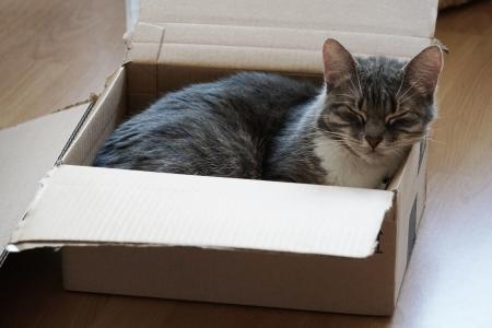 Caixas oferecem isolamento sensorial e permitem ao gato controlar melhor o ambiente ao redor