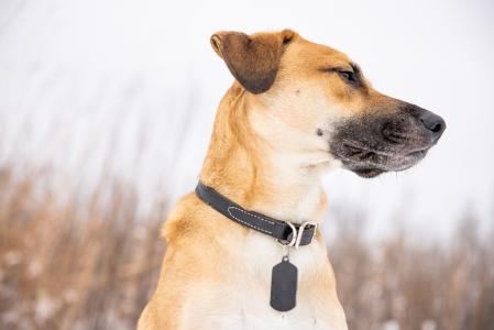 O Conselho Federal de Medicina Veterinária (CFMV) não proíbe expressamente o uso de rastreadores em pets, mas enfatiza que qualquer procedimento que envolva identificação ou monitoramento deve ser orientado por profissional veterinário registrado