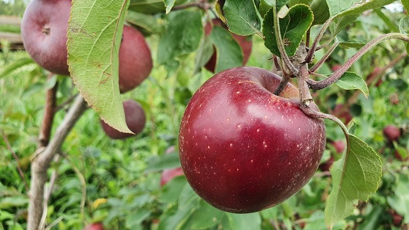 Maçã, vinho e azeite: Embrapa apresenta novas tecnologias sustentáveis em feira de agronegócio  