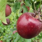 Maçã, vinho e azeite: Embrapa apresenta novas tecnologias sustentáveis em feira de agronegócio  