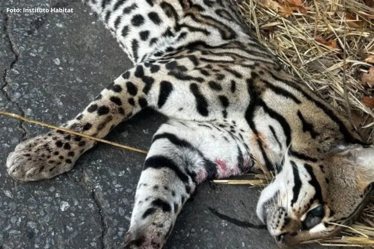 Jaguatirica é encontrada morta após possível atropelamento em Ouro Preto
