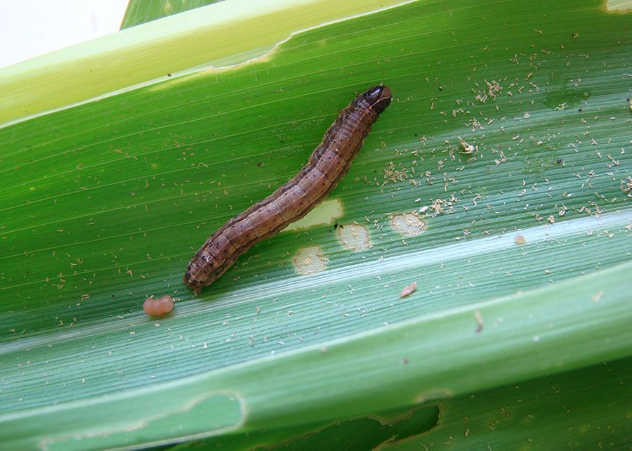 Bioinseticida apresenta eficácia superior a 85% no controle da lagarta-do-cartucho