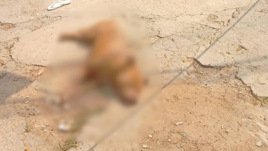 Foto mostra cachorro que foi atingido por disparos