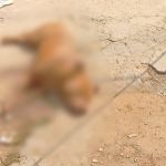 Homem mata cachorro em BH durante briga com a mãe por causa de 'ponto de tráfico'