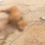 Homem mata cachorro em BH durante briga com a mãe por causa de 'ponto de tráfico'