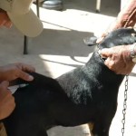 PBH mantém vacinação gratuita de cães e gatos contra a raiva nos centros de zoonoses