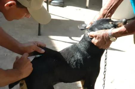 O objetivo é conter a doença, que tem uma taxa de letalidade de quase 100% quando contamina humanos