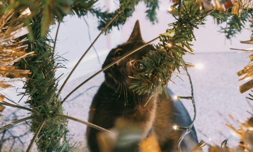 Gato encarando árvore de natal