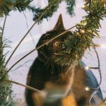 Veterinária fala sobre agitação dos gatos com a decoração de Natal