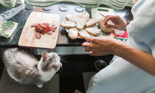 Mesmo interessados, gatos não devem consumir alimentos da ceia