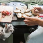 Gatos x ceias: o que pode e o que não pode compartilhar com os bichanos