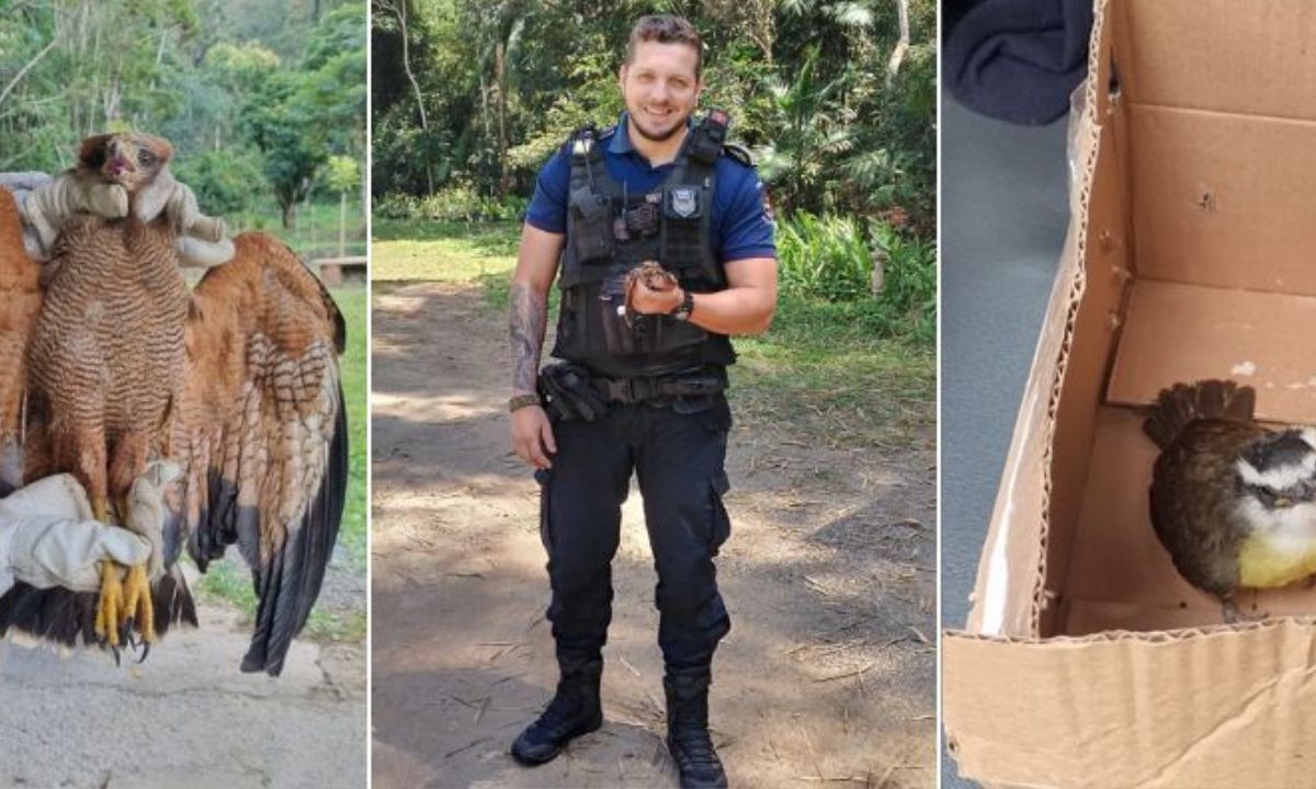 Guarda Municipal resgata três aves silvestres em Juiz de Fora