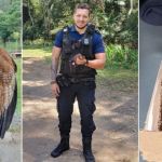 Guarda Municipal resgata três aves silvestres em Juiz de Fora