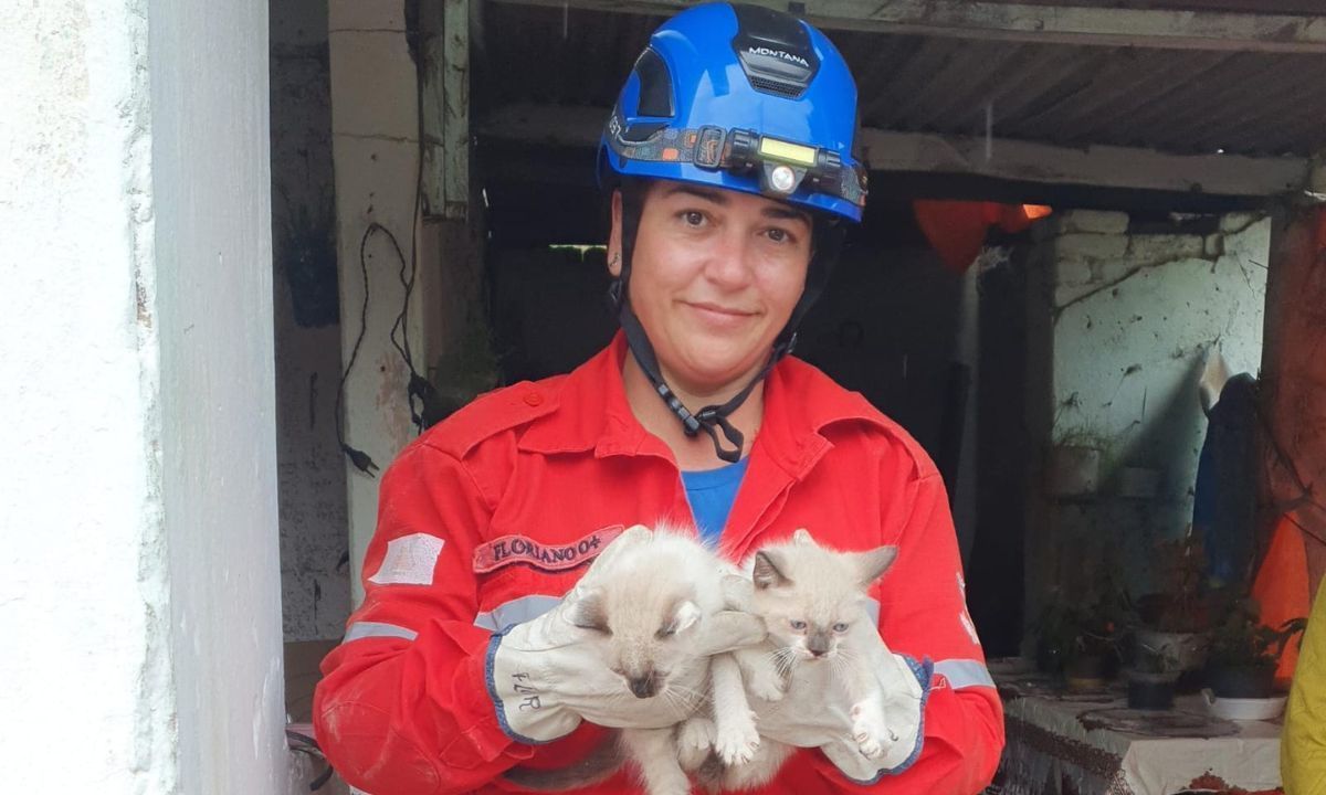 Filhotes de gato são resgatados após queda em cisterna desativada em Carandaí