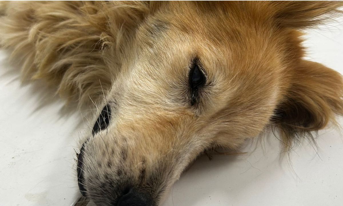 Cão é resgatado em situação de maus-tratos em Juiz de Fora