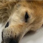 Cão é resgatado em situação de maus-tratos em Juiz de Fora