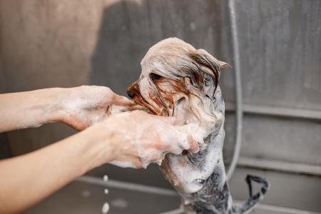 Quando feito conforme orientações veterinárias, os banhos dão alívio para a pele e qualidade de vida ao pet
