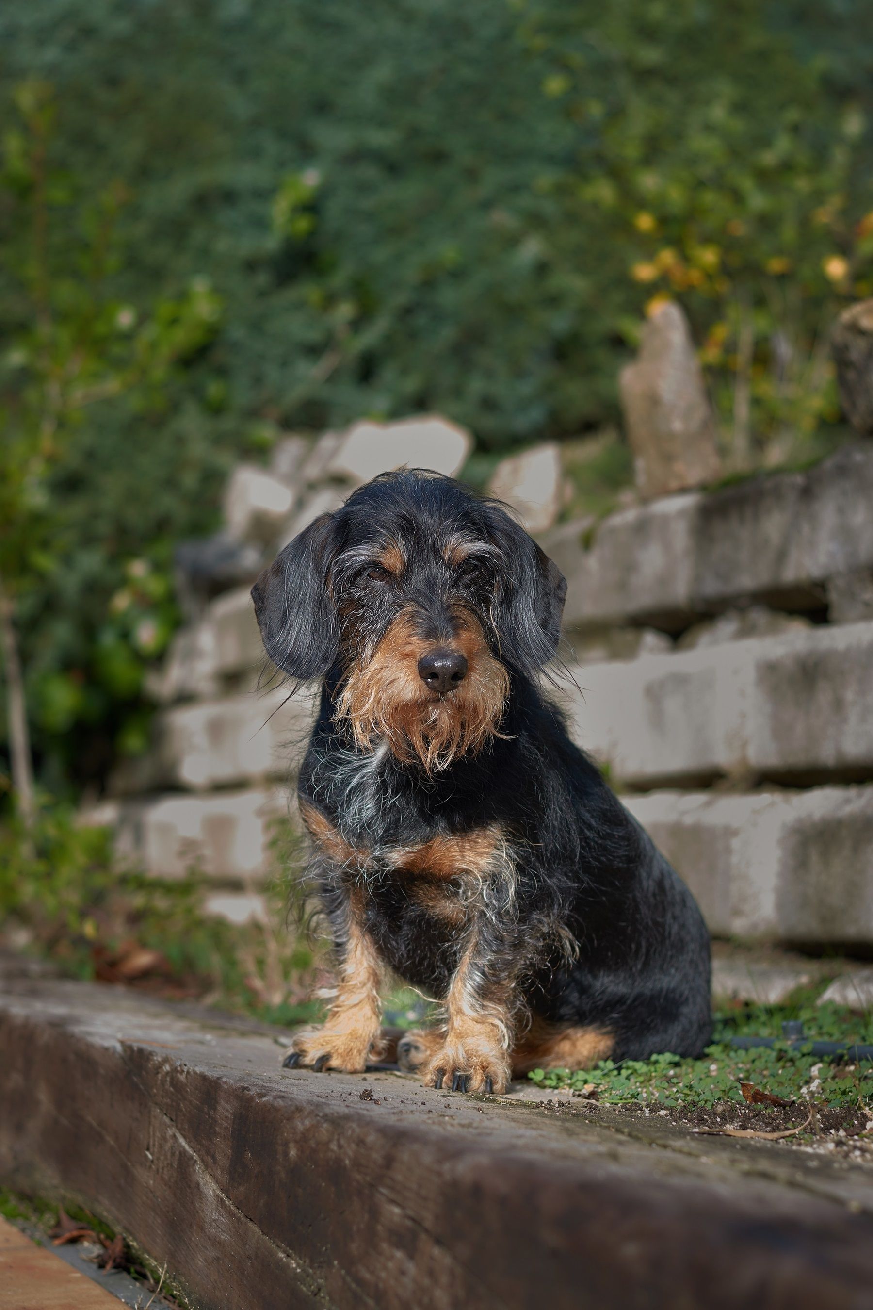 Tremores em cães: o que pode estar por trás desse sinal e quando se preocupar