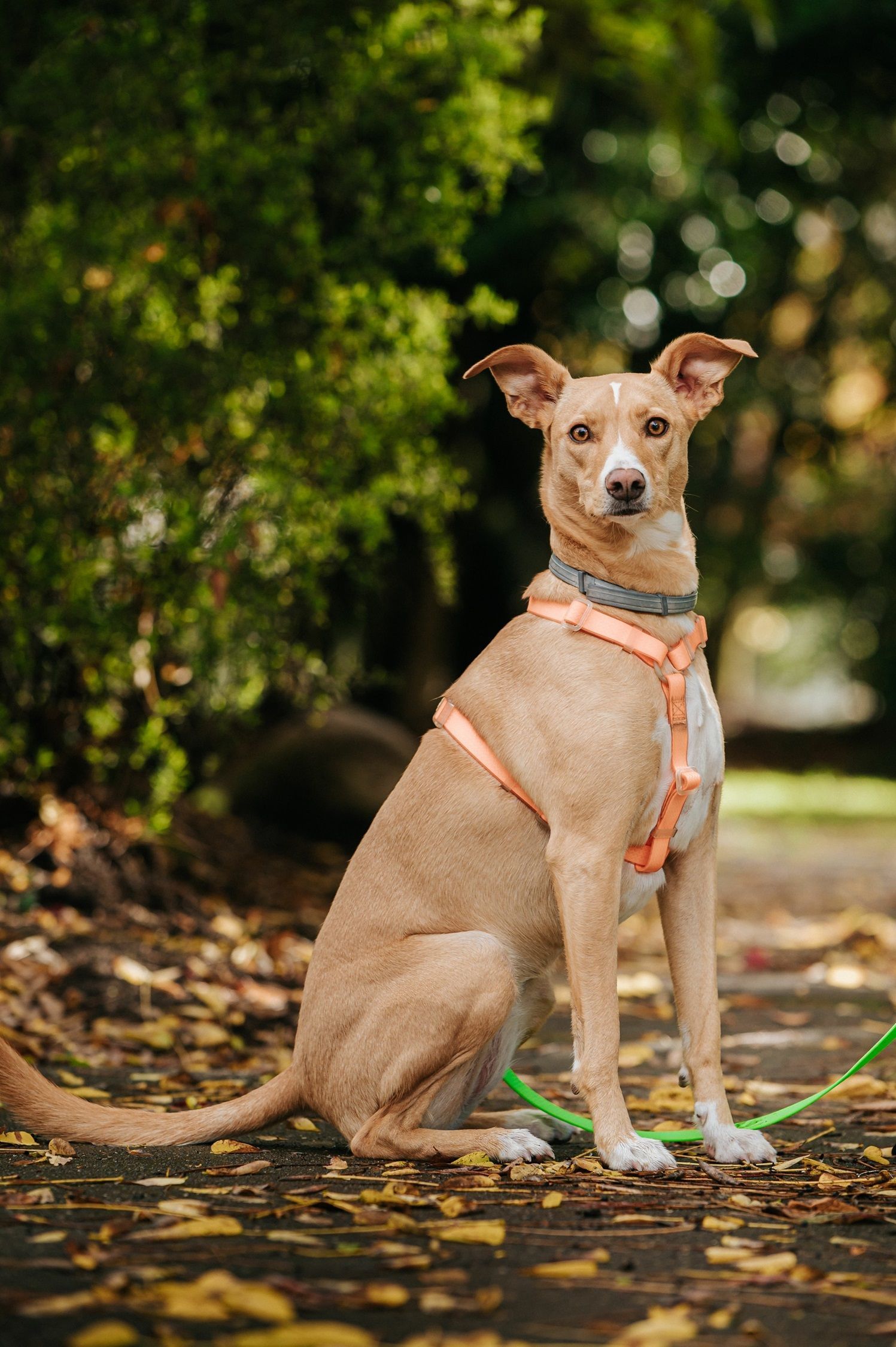 Plantas seguras para cães: quais são as espécies para um lar saudável?