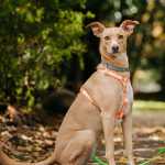 Plantas seguras para cães: quais são as espécies para um lar saudável?