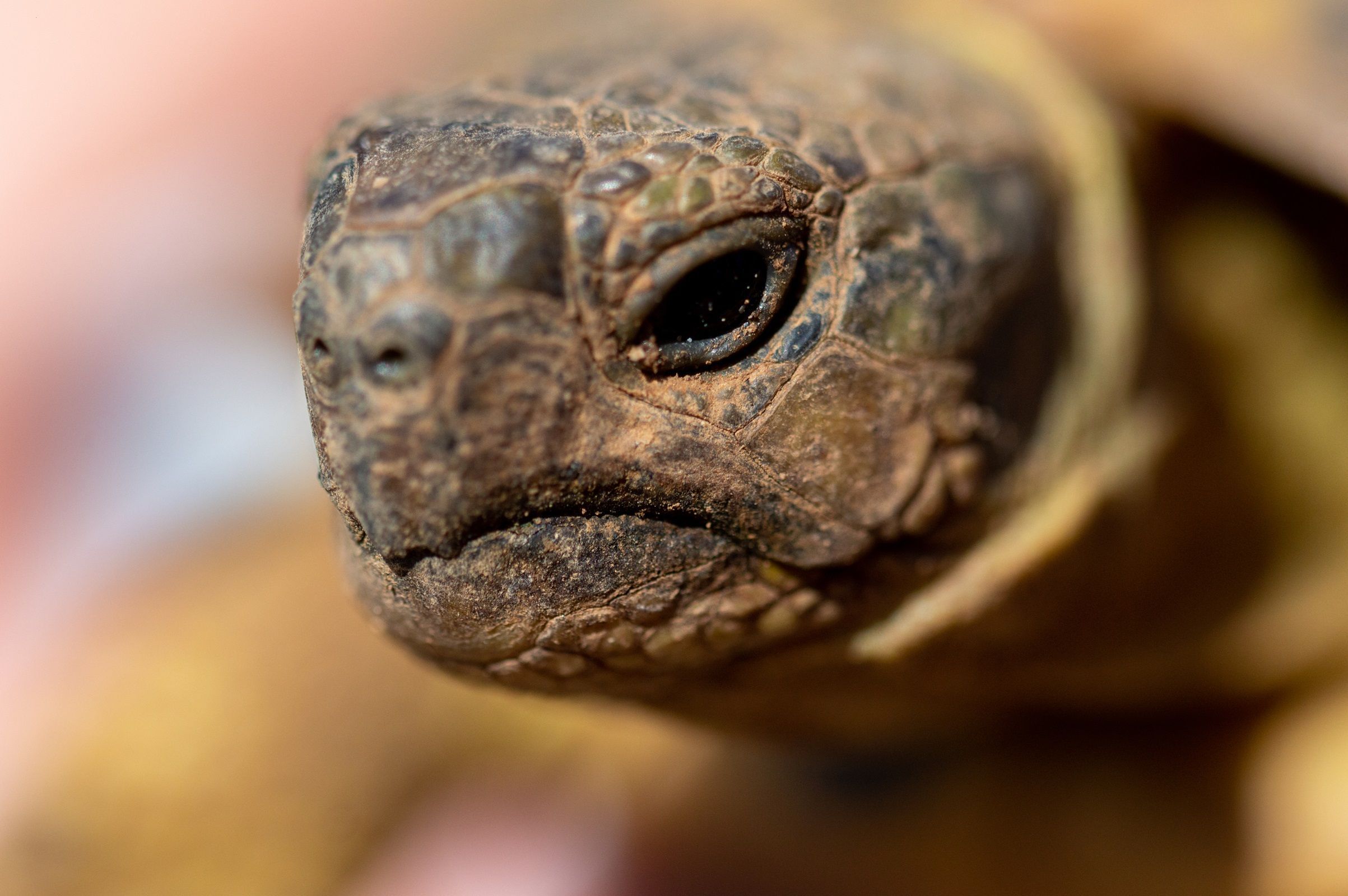 Cágados e jabutis domésticos: eles precisam de mais do que um cantinho ensolarado